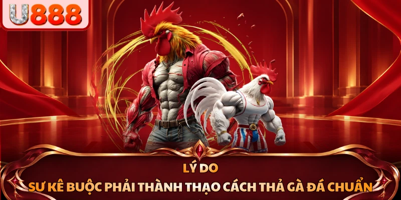 Lý do sư kê buộc phải thành thạo cách thả gà đá chuẩn